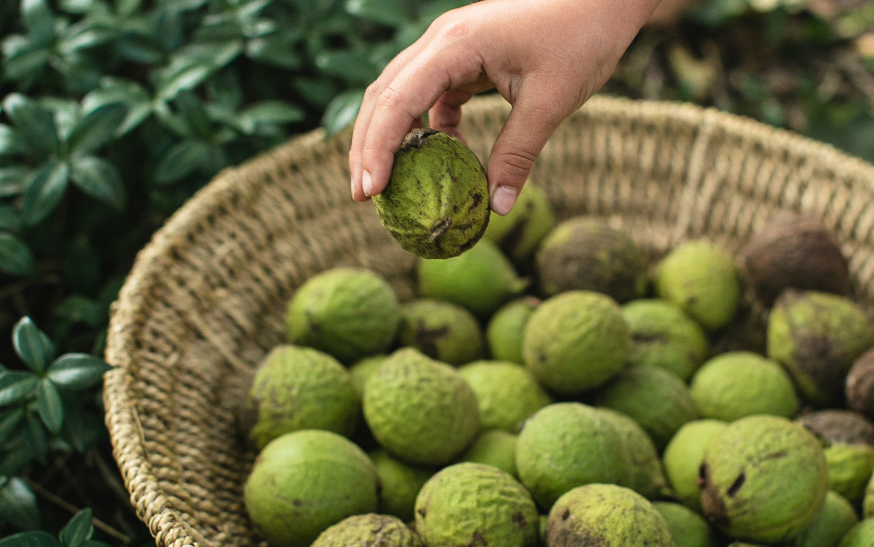 Black Walnuts Edible Michiana