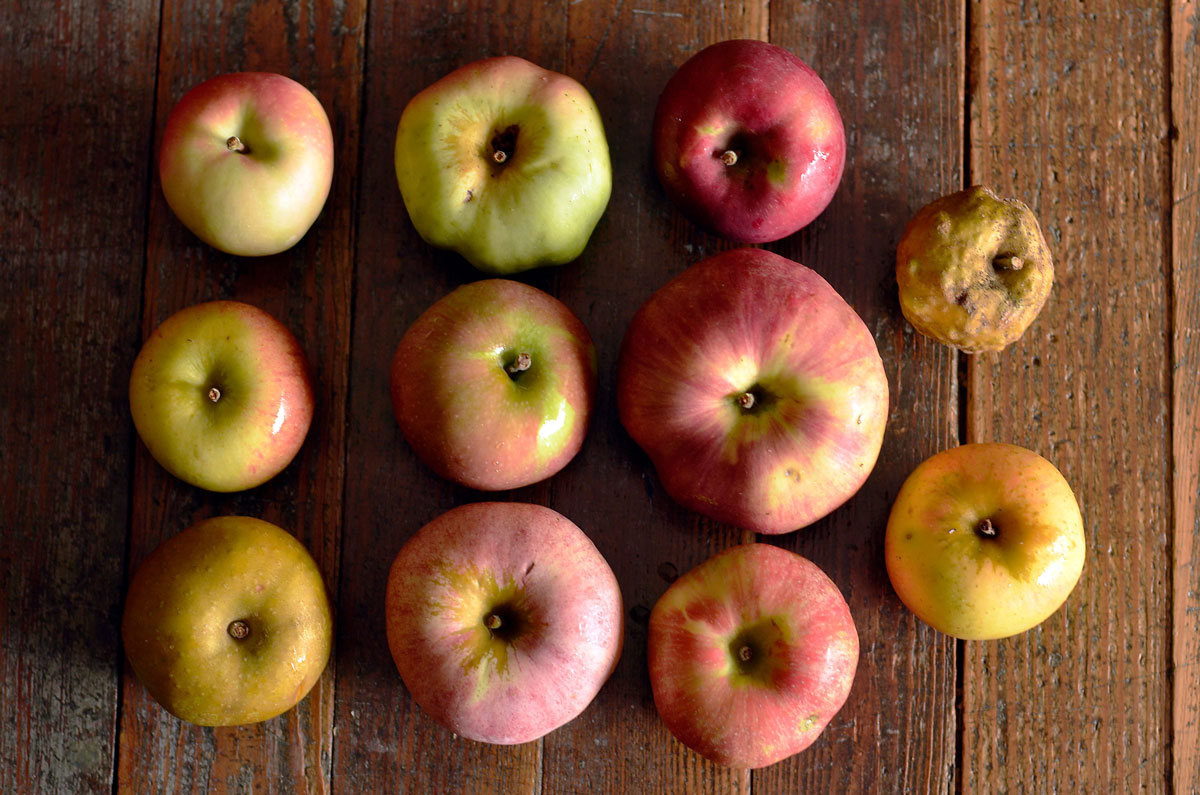 heirloom apple varieties