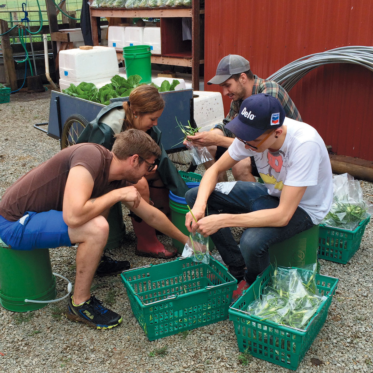 Cerulean staff helping harving and pack shares for the CSA.