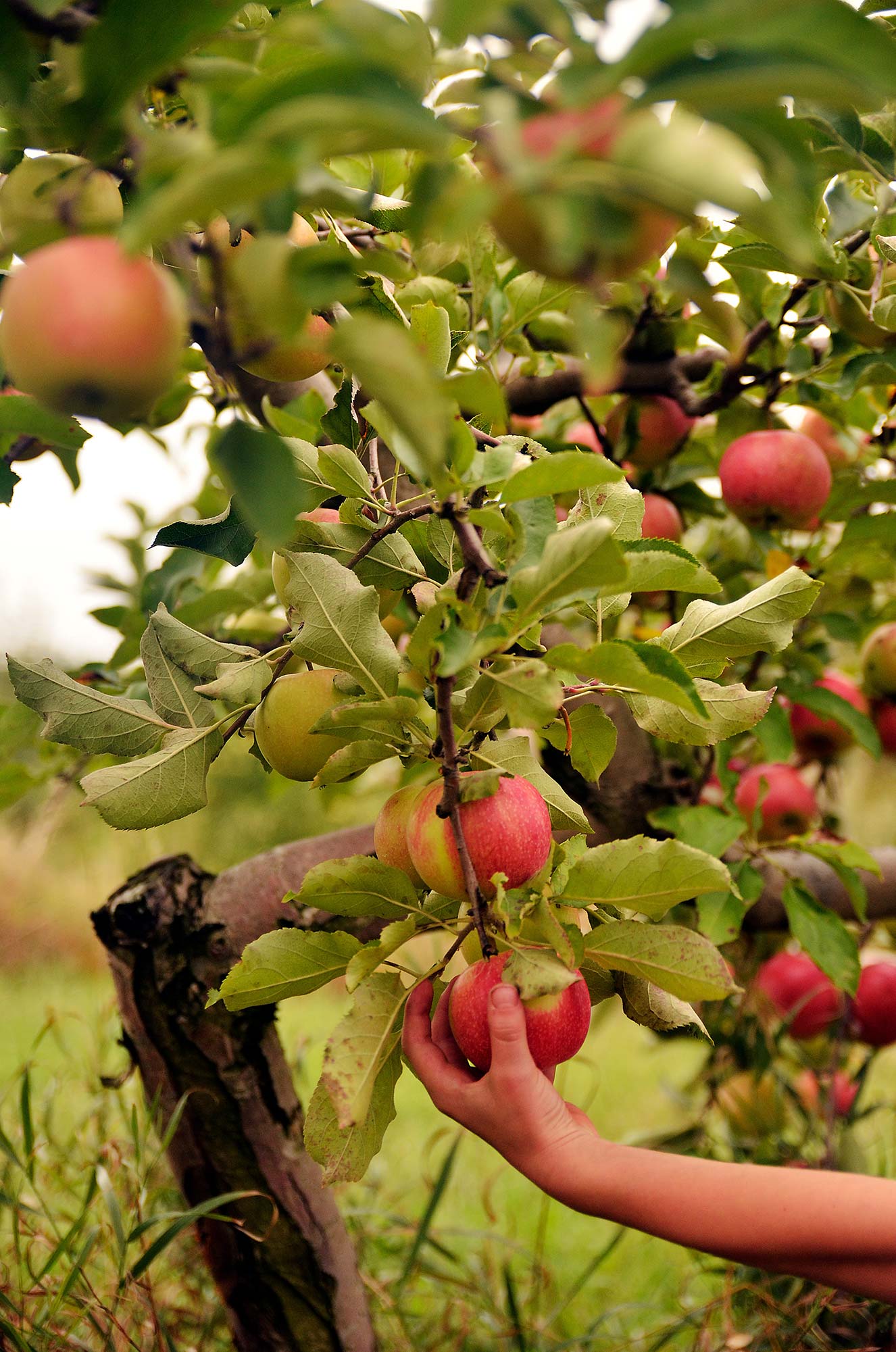 Try a new variety of apple this year | Edible Michiana
