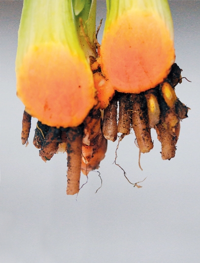 Bright-colored tumeric is used extensively in Southeast Asian and Middle Eastern cuisines
