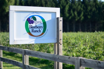 blueberry ranch mishawaka largest certified organic blueberry farm in midwest