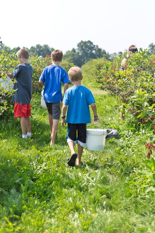 blueberry ranch mishawaka largest certified organic blueberry farm in midwest