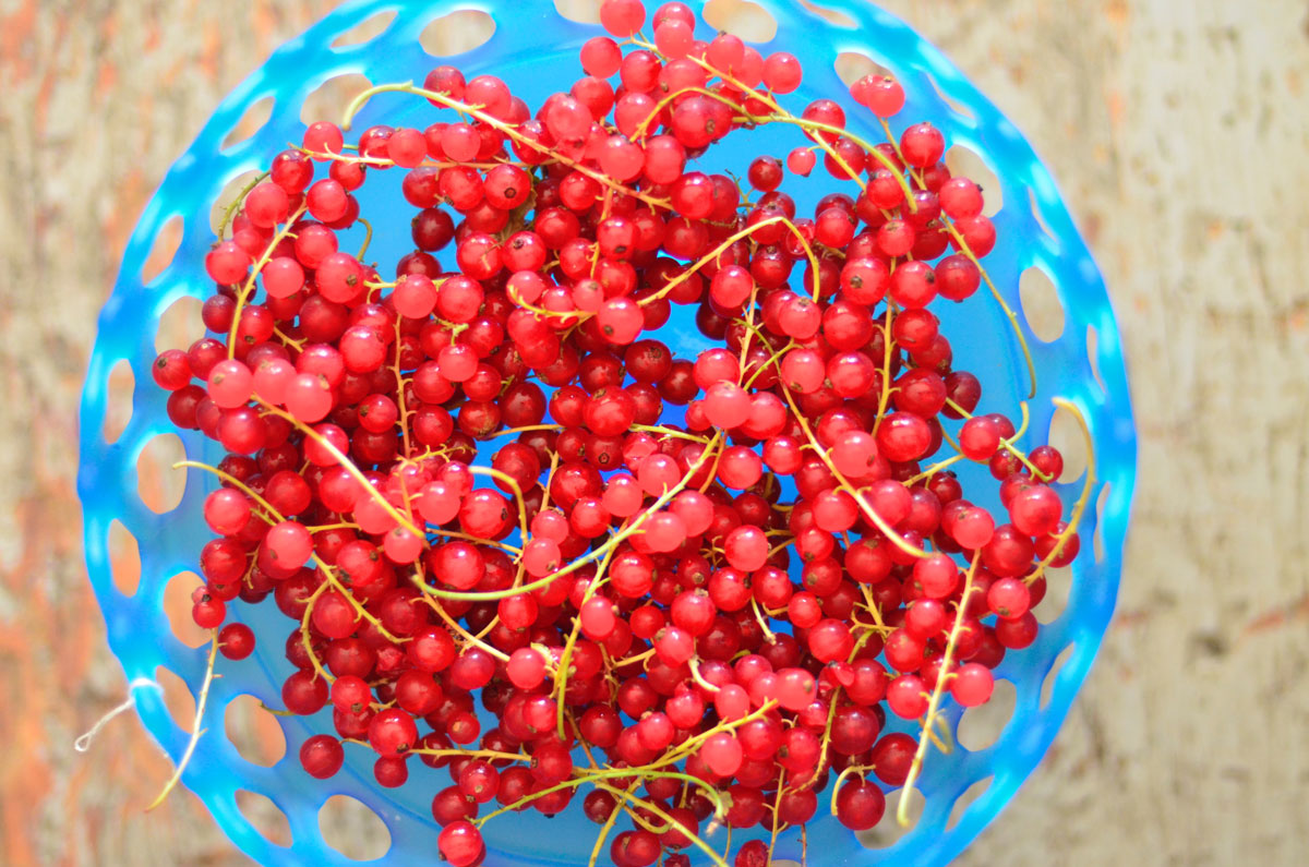 Currants-recipes.jpg