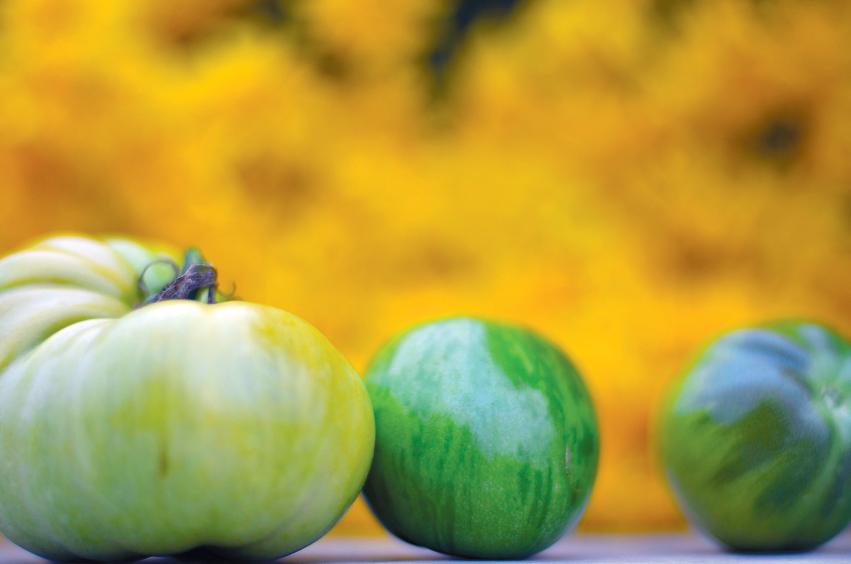 recipe-green-tomato.jpg