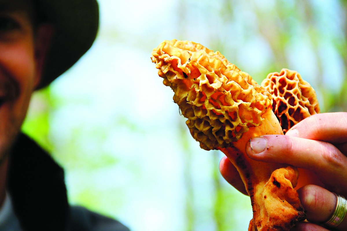 Just-harvested morels