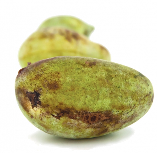 meet-pawpaws1.jpg