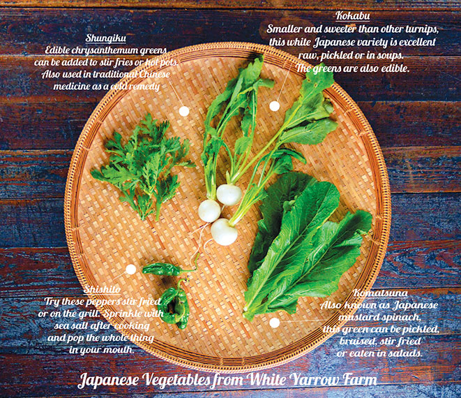 An array of assorted Japanese vegetables