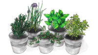grow-herbs-indoors.jpg