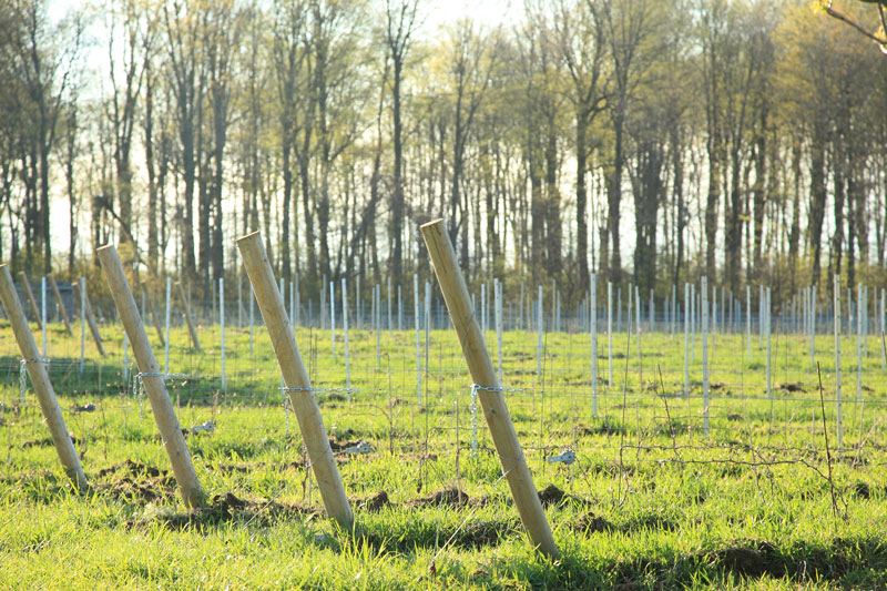 Wyncroft-wine-vineyard-Michigan.jpg
