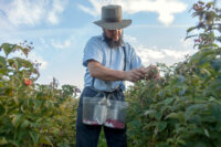 fish-lake-amish-organic-farmer-fritz-miller-picking-raspberries.jpg