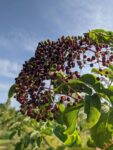 elderberry-syrup-recipe.jpg