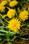 dandelions_007.jpg