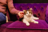 CatLadyCafe-23.jpg