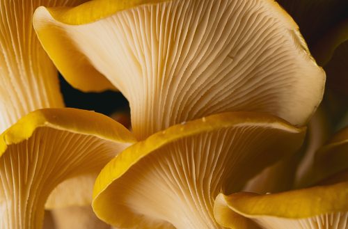 mushroomsinseason-28